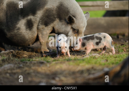 Il vietnamita panciuta maiale (Sus scrofa f. domestica), seminare con due runts in un prato Foto Stock