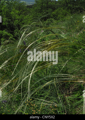 Golden feather grass (Stipa pulcherrima), al vento, Germania, Thueringen, Kyffhaeuser Foto Stock