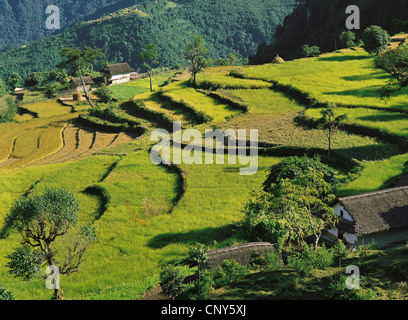 Campi terrazzati passo verso il basso di una collina, Nepal, Kangchenjunga, Sinam Foto Stock