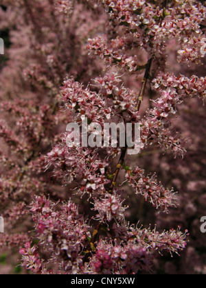 Piccolo Fiore tamerice (Tamarix parviflora), fioritura Foto Stock