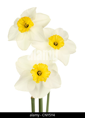Tre steli con fiori di giallo e bianco piccolo-cup daffodil cultivar Oxford isolata contro uno sfondo bianco Foto Stock