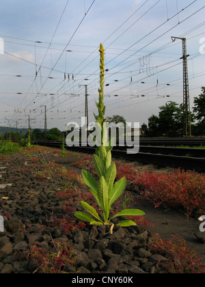 Mullein comune, grande mullein (Molène thapsus), fioritura presso una stazione, in Germania, in Renania settentrionale-Vestfalia, la zona della Ruhr, Witten Foto Stock