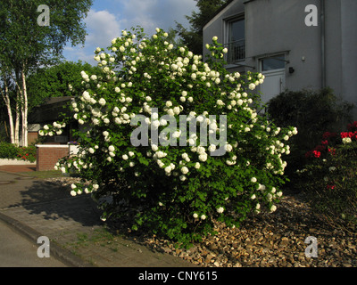 Viburno-rose viburnum (Viburnum opulus 'Roseum', Viburnum opulus roseum), fioritura bush in un cortile anteriore Foto Stock