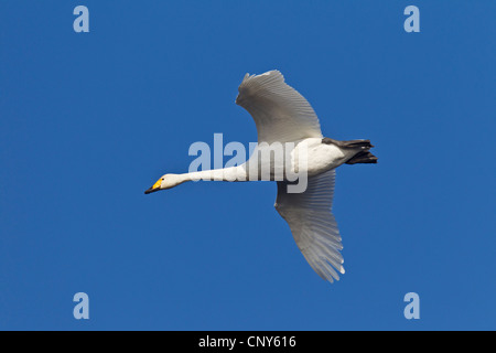 Whooper swan (Cygnus Cygnus), flying adulto, Germania, Schleswig-Holstein Foto Stock