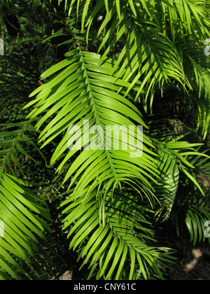 Wollemi Pine (Wollemia nobilis), ramo Foto Stock