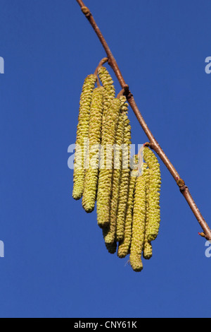 Comune di nocciolo (Corylus avellana), fioritura del nocciolo, Germania Foto Stock