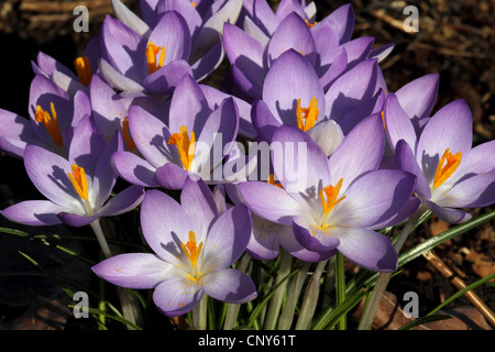 Inizio Crocus (Crocus tommasinianus), fioritura Foto Stock