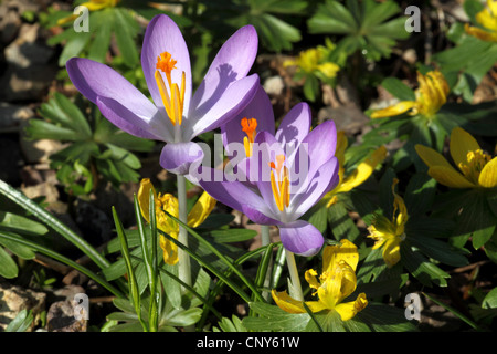 Inizio Crocus (Crocus tommasinianus), che fiorisce con aconiti invernali Foto Stock