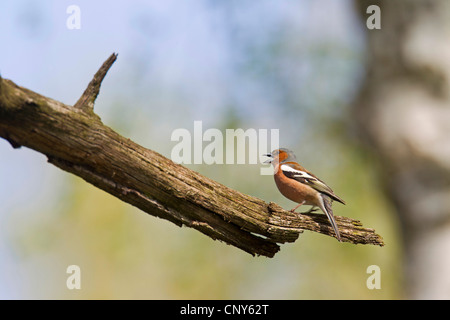 (Fringuello Fringilla coelebs), cantando maschio, in Germania, in Sassonia, Biosphaerenreservat Oberlausitzer Heide-und Teichlandschaft Foto Stock