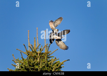 Il Colombaccio ( Columba palumbus), di due uccelli combattimenti in aria per un luogo di nidificazione in una struttura ad albero superiore, Germania, Schleswig-Holstein Foto Stock