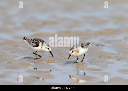 Sanderling (Calidris alba), di due uccelli in estate piumaggio in cerca di cibo all'estuario massa, Danimarca, Jylland Foto Stock