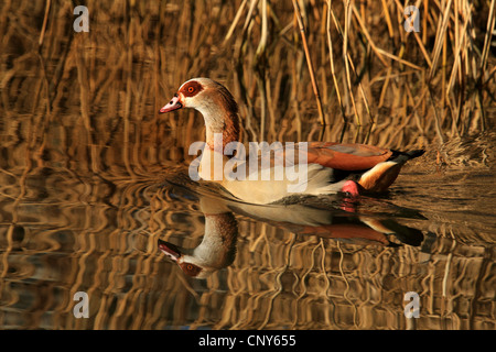 Oca egiziana (Alopochen aegyptiacus), nuoto in acque calme in corrispondenza del bordo della zona di reed Foto Stock