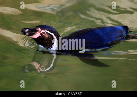 Pinguini Humboldt (Spheniscus Humboldti), nuoto alla superficie dell'acqua Foto Stock