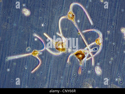 Planctonic dinoflagellates dal genere Ceratium dal sud-ovest della Norvegia nel mese di agosto Foto Stock