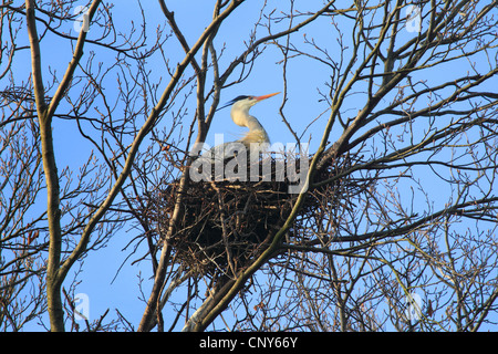 Airone cinerino (Ardea cinerea), in seduta il nido in una struttura ad albero Foto Stock