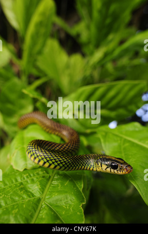 Chiazzato racer, America Centrale screziato Racer (Drymobius margaritiferus ), su una foglia, Honduras, La Mosquitia Foto Stock