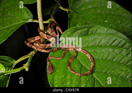 Blunt-testa di serpente ad albero, Mapepire Corde Violon, Blunthead Tree Snake (Imantodes cenchoa), in agguato su una foglia, Honduras, La Mosquitia, Las Marias Foto Stock