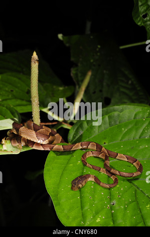 Blunt-testa di serpente ad albero, Mapepire Corde Violon, Blunthead Tree Snake (Imantodes cenchoa), in agguato su una foglia, Honduras, La Mosquitia, Las Marias Foto Stock