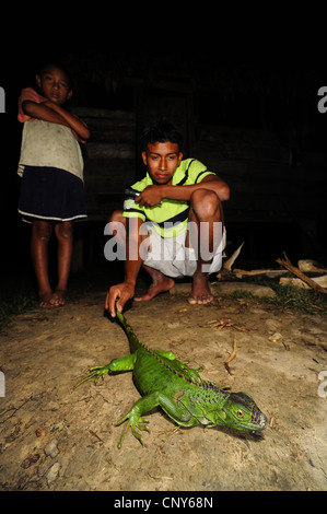 Iguana verde, comune (iguana Iguana iguana), Miskito boys tenendo premuto su una verde iguana, Honduras, La Mosquitia, Rio Platano Foto Stock