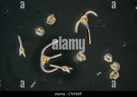 Dinoflagellates dai generi Dinophysis e Ceratium visto attraverso un microscopio. Raccolti dalle acque della Norvegia meridionale nei primi giorni di giugno 2010., Norvegia Foto Stock