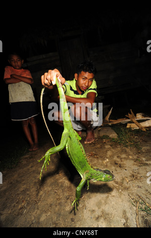 Iguana verde, comune (iguana Iguana iguana), Miskito boys tenendo premuto su una verde iguana, Honduras, La Mosquitia, Rio Platano Foto Stock