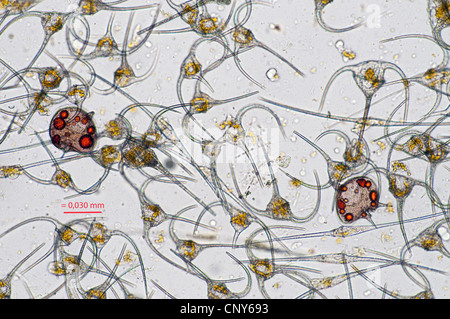 Dinoflagellates dal genere Ceratium e due celle di Protoperidinium depressum in un campione raccolto dalle acque della Norvegia meridionale nei primi giorni di giugno 2010., Norvegia Foto Stock