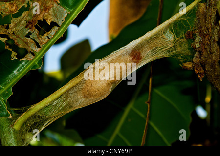 Atlas moth (Attacus atlas), Caterpillar con cocoon, Thailandia Phuket Foto Stock