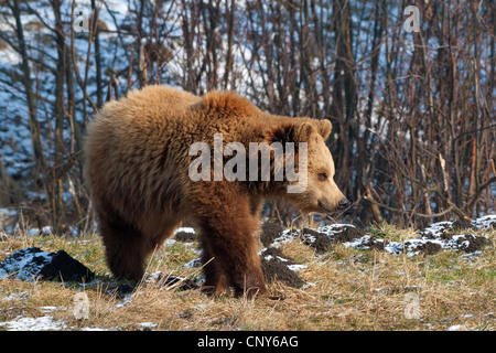 L'orso bruno (Ursus arctos), su di un prato in inverno, Germania, Monaco, Poing, Wildpark Foto Stock