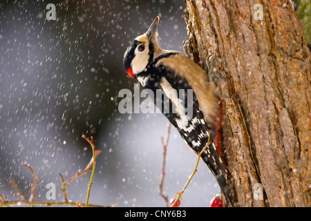 Picchio rosso maggiore (Picoides major, Dendrocopos major), in corrispondenza di un tronco di albero durante la nevicata, Svizzera, Sankt Gallen Foto Stock