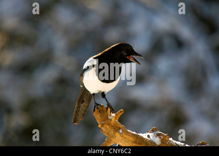 Nero-fatturati gazza (Pica pica), seduto su un ramo chiamando, Svizzera, Sankt Gallen, Rheineck Foto Stock