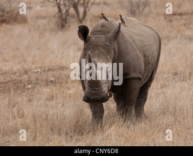 African White Rhino Foto Stock