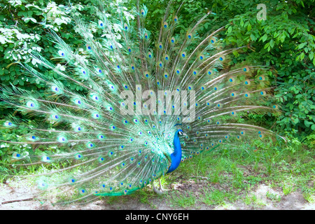 Un pavone presentando la sua coda Foto Stock