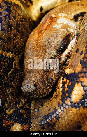 Red-tailed Boa (Boa constrictor), ritratto, Honduras, La Mosquitia, Las Marias Foto Stock