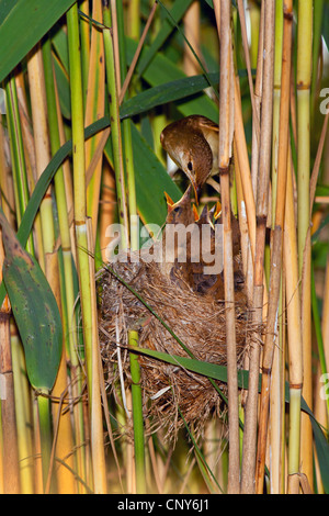 Trillo reed (Acrocephalus scirpaceus), Adulto chicksin alimentazione il nido quasi maturi, in Germania, in Baviera Foto Stock