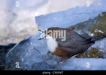 Bilanciere (Cinclus cinclus), seduto su una pietra di ghiaccio in inverno a sbadigliare, Svizzera, Sankt Gallen Foto Stock