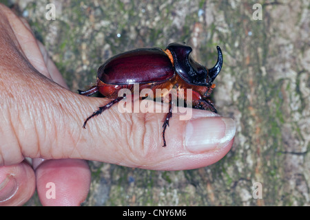 Europeo di scarabeo rinoceronte (Oryctes nasicornis), maschile seduto su un pollice, Croazia, Istria Foto Stock