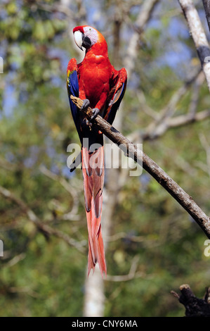 Scarlet Macaw (Ara Macao), seduto su un ramo, Honduras, Copan Foto Stock