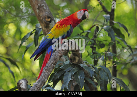 Scarlet Macaw (Ara Macao), seduto su un ramo, Honduras, Copan Foto Stock