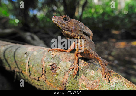 Brown basilisco, striped basilisco (Basiliscus vittatus), seduto su un tronco di albero, Honduras, Roatan Foto Stock