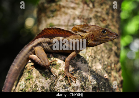 Brown basilisco, striped basilisco (Basiliscus vittatus), seduti su un tronco di albero, Honduras, Roatan Foto Stock