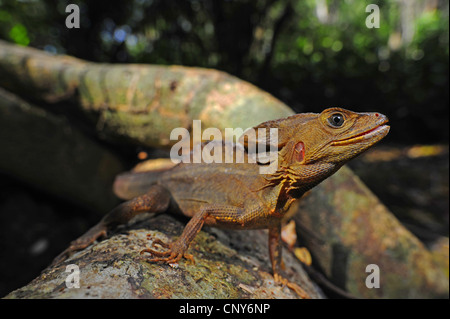 Brown basilisco, striped basilisco (Basiliscus vittatus), seduto su un tronco di albero, Honduras, Roatan Foto Stock