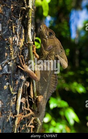 Brown basilisco, striped basilisco (Basiliscus vittatus), seduti su un tronco di albero, Honduras, Roatan Foto Stock