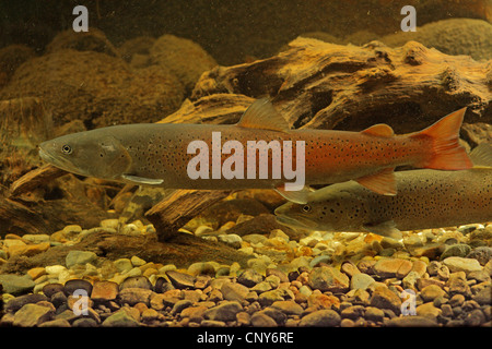 Il salmone del Danubio, huchen (Hucho hucho), milkner nella colorazione nuziale Foto Stock