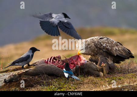 White-tailed sea eagle (Haliaeetus albicilla), alimentando il cervo morto con cornacchia mantellata, Norvegia Foto Stock