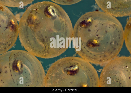 Whitefishes, lago whitefishes (Coregonus spec.), uova con gli occhi già sviluppato Foto Stock