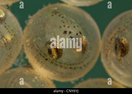 Whitefishes, lago whitefishes (Coregonus spec.), uova con gli occhi già sviluppato Foto Stock