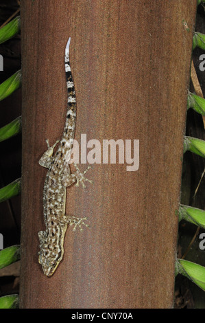 Honduras foglia-toed Gecko (Phyllodactylus palmeus), seduti su un tronco di albero, Honduras, Roatan Foto Stock