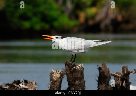 Royal tern (Thalasseus maximus, Sternea maxima), seduto su un palo di legno, Honduras, La Mosquitia, Brus Laguna Foto Stock