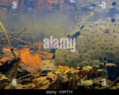 Rana comune, erba (rana temporaria rana), spawn grumi, in Germania, in Baviera Foto Stock