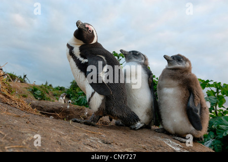 Jackass penguin, African penguin, nero-footed penguin (Spheniscus demersus), con due squeakers, Sud Africa Foto Stock